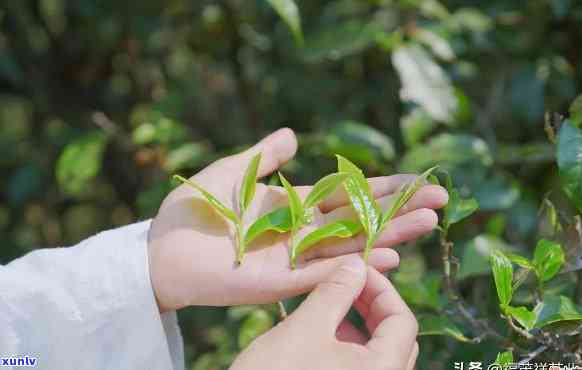 保塘古树茶：属于什么叶种？其茶叶特点是什么？