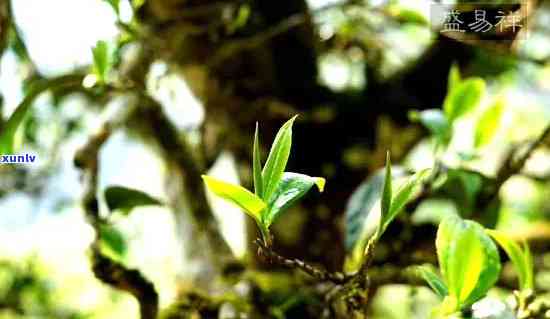 保塘古树茶生茶特点-保塘古树茶生茶特点介绍