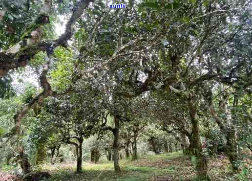 勐海布朗山老树茶价格，探寻云南茶叶珍品：揭秘勐海布朗山老树茶的价格与价值