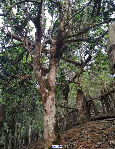 勐海布朗山老树茶价格，探寻云南茶叶珍品：揭秘勐海布朗山老树茶的价格与价值