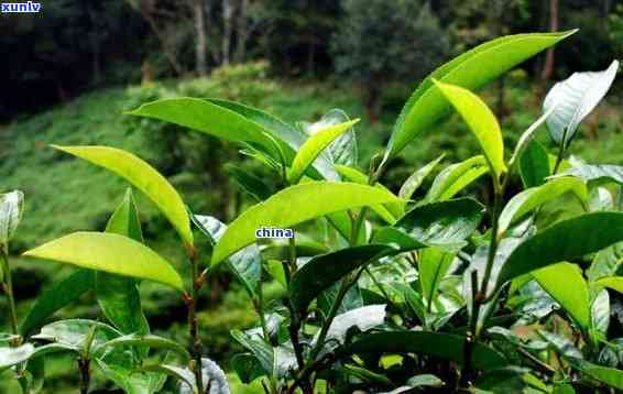 勐古树茶勐生茶-勐古树生茶特点