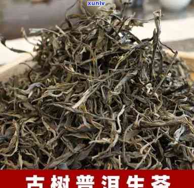 勐古树茶勐生茶-勐古树生茶特点