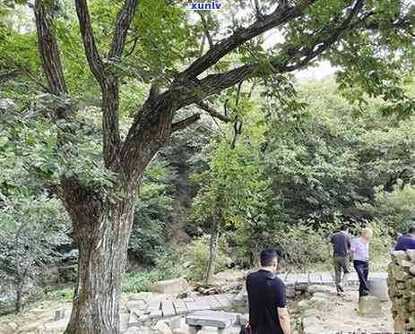 云南名木古树游玩攻略：探寻古老生命的美丽之处