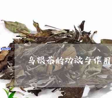 天山乌龙草根茶的功效，揭秘天山乌龙草根茶的神奇功效！