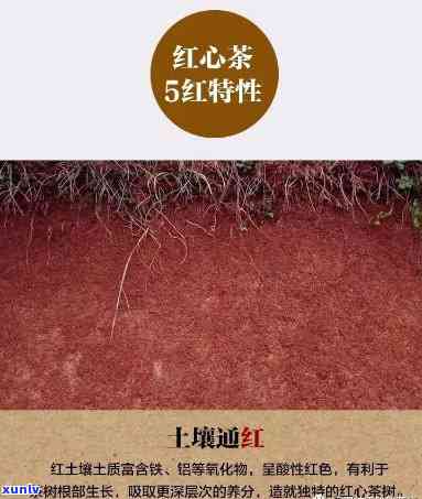 红：产地、品质与口感全面解析