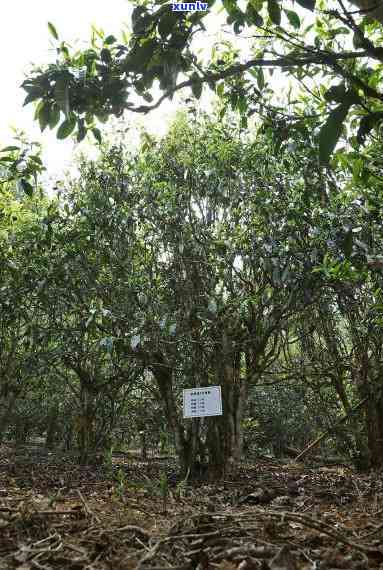 老同志开古树，探访老同志开古树：探寻百年茶香的历印记