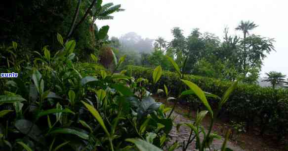 凤庆香竹箐古树茶，探索古老韵味：品鉴凤庆香竹箐古树茶