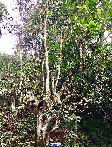 云南西双版纳南糯山：探寻古茶树与普洱茶的价格之谜