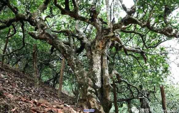 云南西双版纳南糯山：探寻古茶树与普洱茶的价格之谜