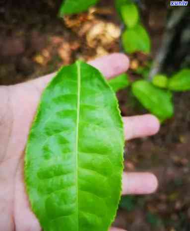 云南古树芽孢保质期多少年，探究云南古树芽孢的保质期：一份历与自然的遗产