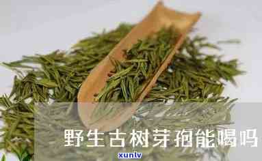 野生古树芽孢：从茶到百科，探索其神秘世界