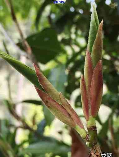 野生古树芽孢：从茶到百科，探索其神秘世界