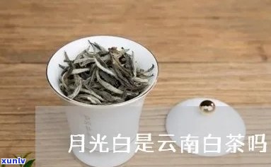 月光白是云南产的吗-云南月光白怎么样