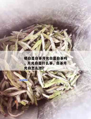 云南月光白可以煮吗-云南月光白怎么泡