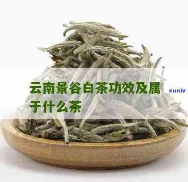 景谷月光白：什么茶？如何评价云南景谷的特色白茶？