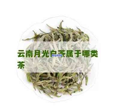 云南景谷月光白特点-景谷月光白属于什么茶