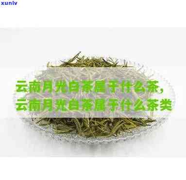 云南景谷月光白特点-景谷月光白属于什么茶