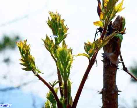 云南野生古树白芽苞：探寻大自然的秘密