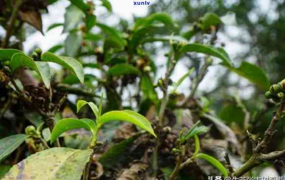 云南六大茶山茶业，探秘云南六大茶山：深度解析茶叶种植与生产