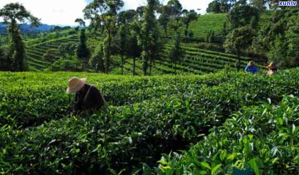 云南六大茶山茶业，探秘云南六大茶山：深度解析茶叶种植与生产