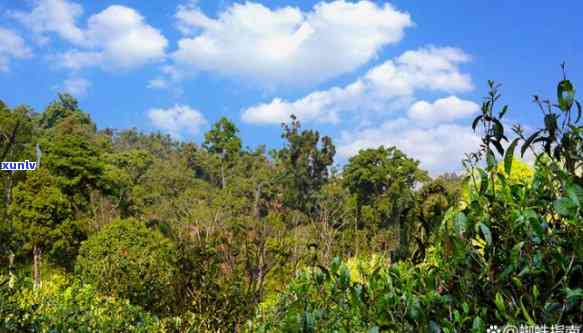 云南六大茶山茶业，探秘云南六大茶山：深度解析茶叶种植与生产