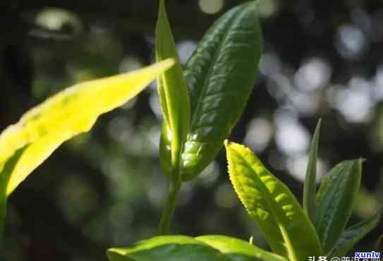 云南大叶种茶树品种对形成普洱茶独特品质有重要作用，云南大叶种茶树品种：普洱茶独特品质的重要贡献者