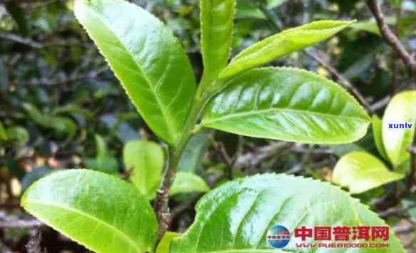 云南大叶种茶树品种对形成普洱茶，云南大叶种茶树：普洱茶形成的主角