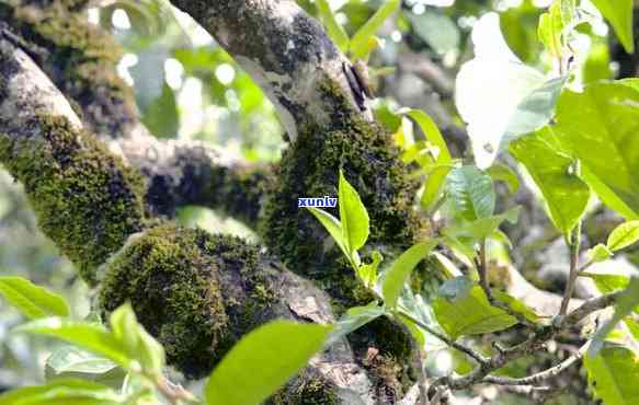 云南大叶种茶树品种对形成普洱茶，云南大叶种茶树：普洱茶形成的主角