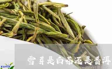 云南雪芽白茶属于什么茶，探寻云南雪芽白茶的品种归属：它属于哪种茶？