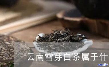 云南雪芽茶有哪几种-云南雪芽茶有哪几种茶