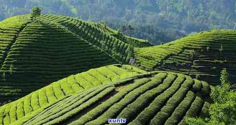 云南大叶种茶树属于什么茶，探究云南大叶种茶树的品种归属：它属于哪一类茶叶？