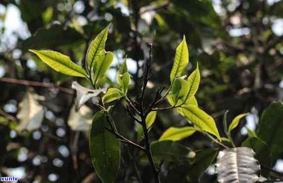 云南大茶的功效作用-云南大茶树图片