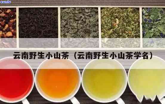 云南野生小山茶的 ***  *** 及功效全解析，附图