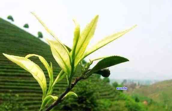 小山茶叶的功效和作用，探索小山茶叶的神奇功效与作用