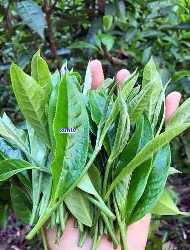 云南大叶种茶，种植云南大叶种茶的全程指南