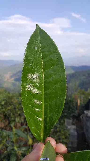 云南大叶种茶，种植云南大叶种茶的全程指南