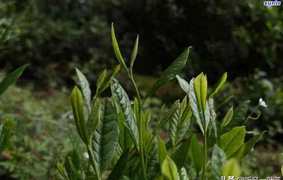 云南大叶种茶，种植云南大叶种茶的全程指南