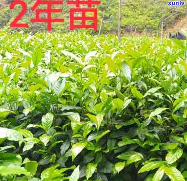 云南大叶种茶树叶-云南大叶种茶树叶价格