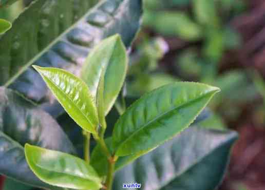 云南大叶种茶树的基本特征：解读其生长环境、叶片形态与茶品质