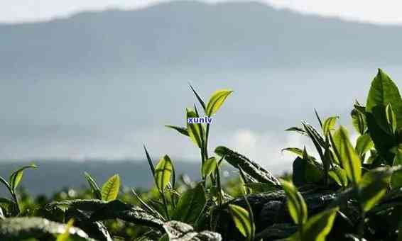 澜沧江茶叶，探索优质茶叶的源头：澜沧江茶叶