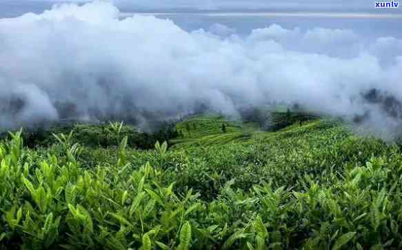 澜沧江茶叶，探索优质茶叶的源头：澜沧江茶叶