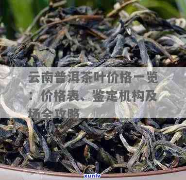 云南万红扬茶业普洱茶品种及价格全览