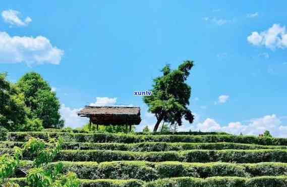 云南民族村大石桥茶叶，品尝云南民族村大石桥茶叶，领略独特的茶香风情