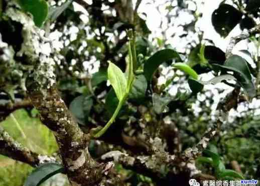 白莺山古树茶价格高低，探究白莺山古树茶价格差异：从产地、年份到品质的影响因素