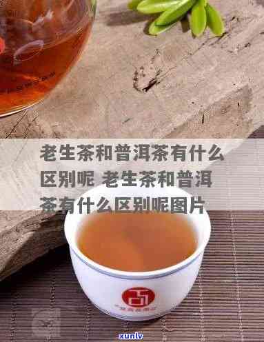 老生茶与生茶的区别：深入了解两者间的异同点