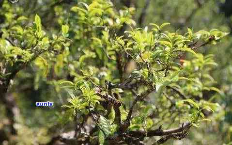 古树茶是啥茶，「古树茶」：神秘而珍贵的茶叶品种