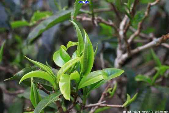 木古树茶是什么茶-木古树茶属于什么茶