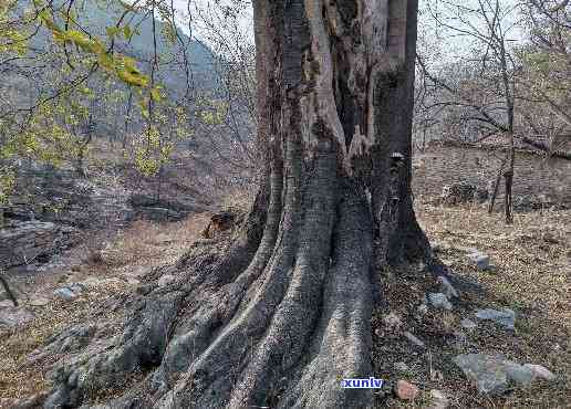 深山古树图片全集：高清大图欣