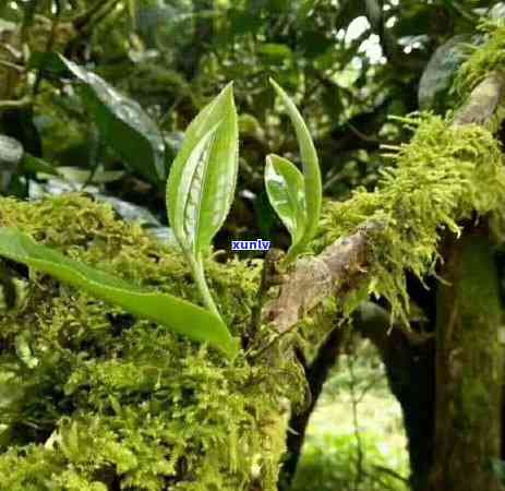 深山古树茶是什么茶-深山古树茶是什么茶叶