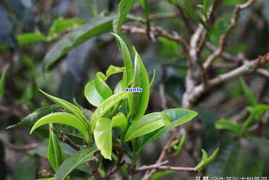 雨林古树茶是什么茶种，探秘雨林古树茶：一种独特的茶种介绍